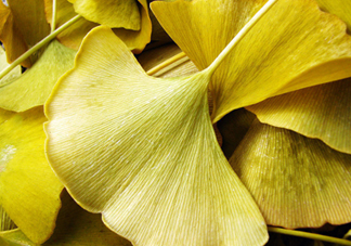 銀杏葉泡腳有什么好處？銀杏葉做枕頭有什么好處