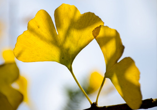 銀杏葉怎么祛斑？銀杏葉有毒嗎