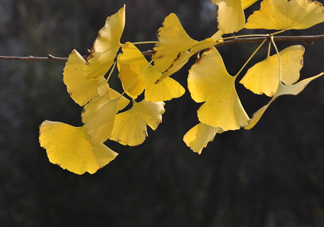 銀杏葉的花語(yǔ)是什么？銀杏樹(shù)葉可以降血壓?jiǎn)?><p><strong>銀杏葉的花語(yǔ)是什么？銀杏樹(shù)葉可以降血壓?jiǎn)?/strong></p></a></li> <li><a href=