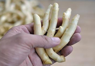 姜芽能吃嗎？姜芽怎么吃