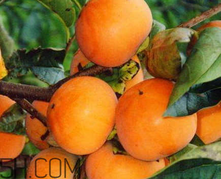 柿子和青蘿卜能一起吃嗎 青蘿卜和柿子能一起吃嗎 柿子和青蘿卜能一起吃嗎 青蘿卜和柿子能一起吃嗎