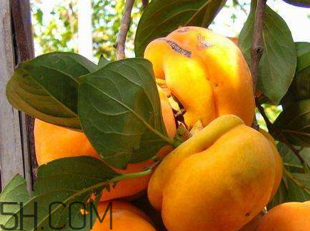 柿子和青蘿卜能一起吃嗎 青蘿卜和柿子能一起吃嗎 柿子和青蘿卜能一起吃嗎 青蘿卜和柿子能一起吃嗎