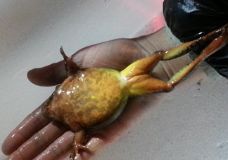 雪蛤可以補(bǔ)雌激素嗎？雪蛤能和螃蟹一起吃嗎