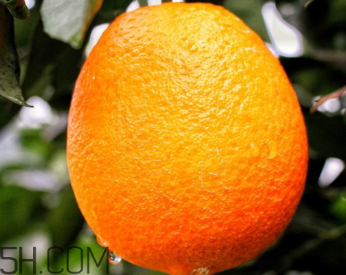 冰糖橙和臍橙哪個好吃 冰糖橙和臍橙的區(qū)別 冰糖橙和臍橙哪個好吃 冰糖橙和臍橙的區(qū)別