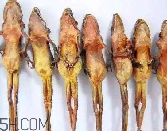 雪蛤和雪蛤油一樣嗎？雪蛤是青蛙嗎