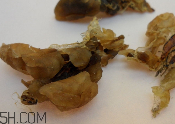 雪蛤可以和鹿胎膏一起吃嗎？雪蛤不能和什么一起吃