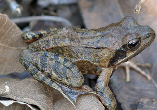 林蛙什么時(shí)候捕捉最好？林蛙主要生活在草甸子還是山上