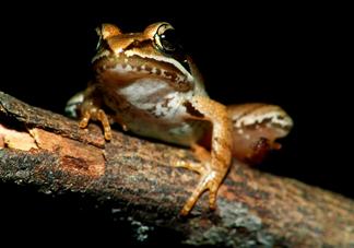 林蛙是發(fā)物嗎？林蛙是國家二級(jí)保護(hù)動(dòng)物嗎？