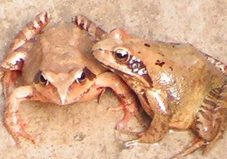 林蛙有寄生蟲嗎？林蛙可以帶上飛機(jī)嗎