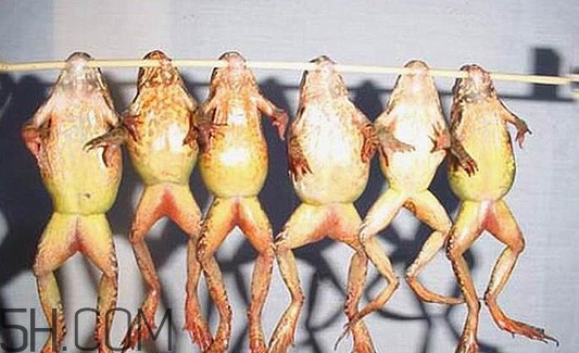 雪蛤可以補(bǔ)雌激素嗎？雪蛤能和螃蟹一起吃嗎