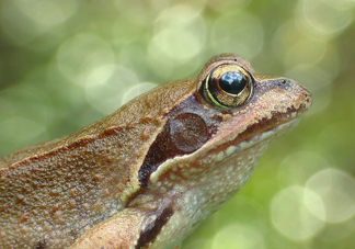 林蛙怎么處理內(nèi)臟？林蛙怎么做好吃