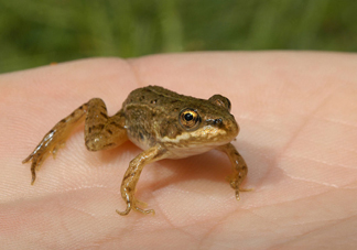 東北活林蛙多少錢一斤2017？活林蛙吃不了怎么保存