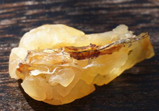 雪蛤可以和鹿胎膏一起吃嗎？雪蛤不能和什么一起吃