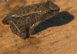 雪蛤和雪蛤油一樣嗎？雪蛤是青蛙嗎