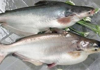 巴沙魚(yú)可以生吃嗎？巴沙魚(yú)的功效與作用