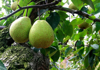 萊陽(yáng)梨哪個(gè)地方的最正宗？萊陽(yáng)梨和碭山梨哪個(gè)好