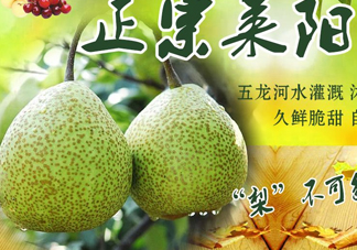 萊陽(yáng)梨幾月份才會(huì)有？正宗萊陽(yáng)梨哪里能買的到