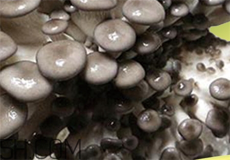 蘑菇的營養(yǎng)價(jià)值_蘑菇的功效與作用及食用方法 蘑菇的營養(yǎng)價(jià)值_蘑菇的功效與作用及食用方法