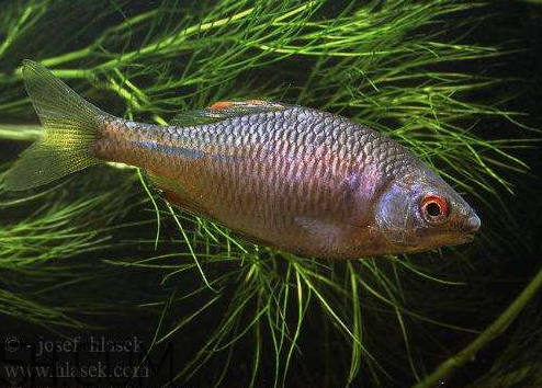 鯽魚眼睛紅了還能吃嗎 鯽魚眼睛紅了怎么回事 鯽魚眼睛紅了還能吃嗎 鯽魚眼睛紅了怎么回事