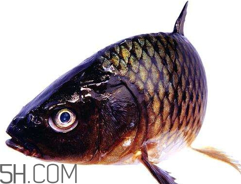 鯽魚眼睛紅了還能吃嗎 鯽魚眼睛紅了怎么回事 鯽魚眼睛紅了還能吃嗎 鯽魚眼睛紅了怎么回事