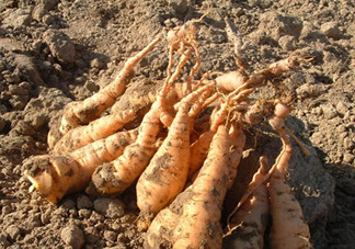 鮮地黃可以泡水喝嗎？鮮地黃和生地黃有什么區(qū)別嗎？