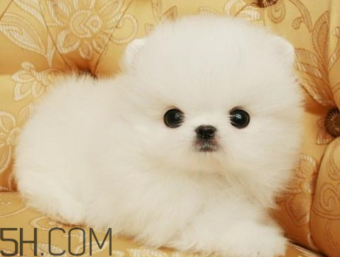 叫饅頭的狗是什么品種 段子里的饅頭是什么狗 叫饅頭的狗是什么品種 段子里的饅頭是什么狗