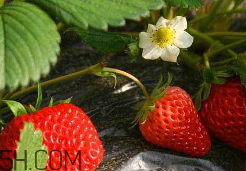 甜寶和章姬草莓的區(qū)別 甜寶和紅顏哪個(gè)好吃 甜寶和章姬草莓的區(qū)別 甜寶和紅顏哪個(gè)好吃