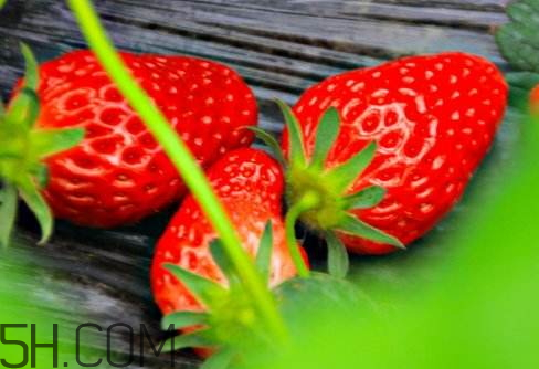 甜寶和章姬草莓的區(qū)別 甜寶和紅顏哪個(gè)好吃 甜寶和章姬草莓的區(qū)別 甜寶和紅顏哪個(gè)好吃