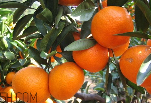 丑桔上火嗎 丑桔是熱性還是涼性 丑桔上火嗎 丑桔是熱性還是涼性