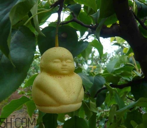 女人吃人參果有哪些好處？人參果的營養(yǎng)價(jià)值是什么？