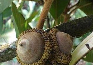 風流果怎么種植 壯陽果怎么種植