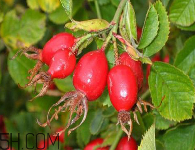 unichi玫瑰果膠囊能美白祛斑嗎？unichi玫瑰果膠囊有副作用嗎？