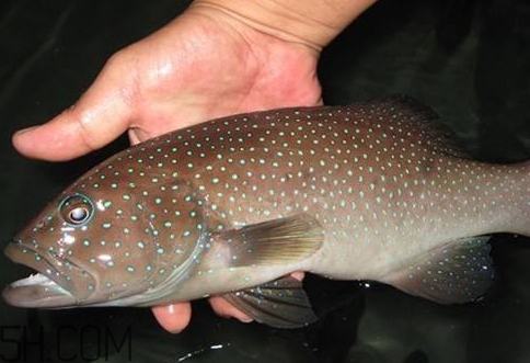 石斑魚(yú)死的可以吃嗎 石斑魚(yú)死了能吃嗎 石斑魚(yú)死的可以吃嗎 石斑魚(yú)死了能吃嗎