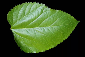 桑葉茶哪些人不能喝？過多飲用傷脾胃傷腎