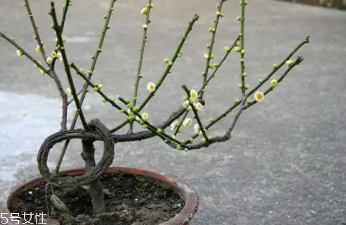 養(yǎng)花有哪些益處？節(jié)約藥費不止一點點