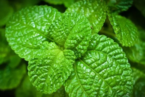 養(yǎng)花有哪些益處？節(jié)約藥費(fèi)不止一點(diǎn)點(diǎn)