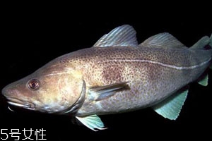 2018鱈魚多少錢一斤 鱈魚最新價(jià)格行情 2018鱈魚多少錢一斤 鱈魚最新價(jià)格行情