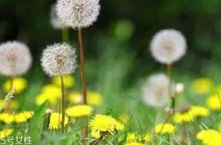 蒲公英和婆婆丁的區(qū)別 其實(shí)是另一種稱呼 蒲公英和婆婆丁的區(qū)別 其實(shí)是另一種稱呼