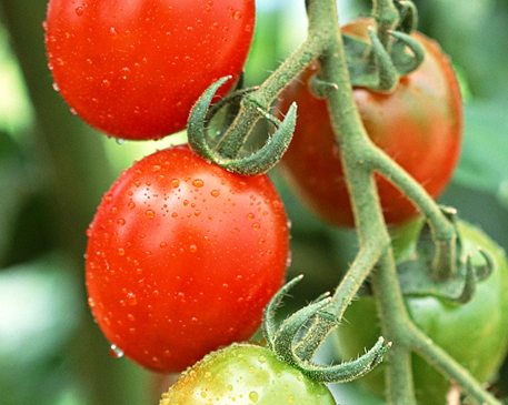 吃番茄對(duì)前列腺好嗎_吃番茄對(duì)前列腺的影響 吃番茄對(duì)前列腺好嗎_吃番茄對(duì)前列腺的影響