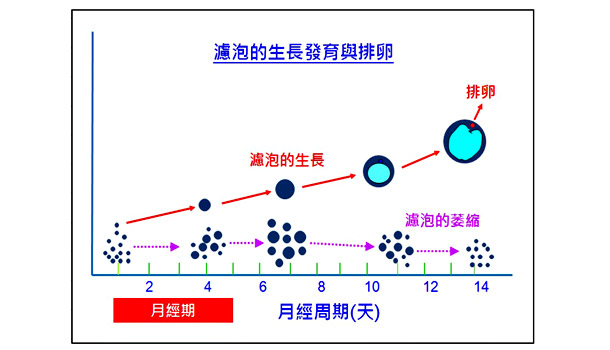 冷凍胚胎移植成功率高嗎 使不孕婦女兩度懷孕 冷凍胚胎移植成功率高嗎 使不孕婦女兩度懷孕
