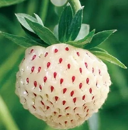 白舅果的功效 白舅果是菠蘿莓嗎？