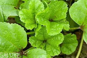 冬寒菜的做法 營(yíng)養(yǎng)豐富味道好 冬寒菜的做法 營(yíng)養(yǎng)豐富味道好