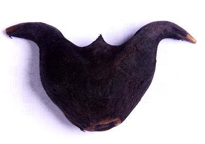 菱角怎么保存與挑選 菱角怎么保存與挑選