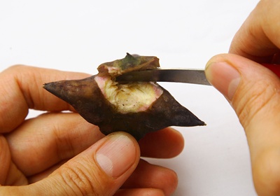 菱角怎么保存與挑選 菱角怎么保存與挑選