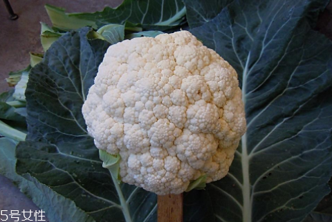 孕婦可以吃花椰菜嗎？促進(jìn)孕婦免疫力