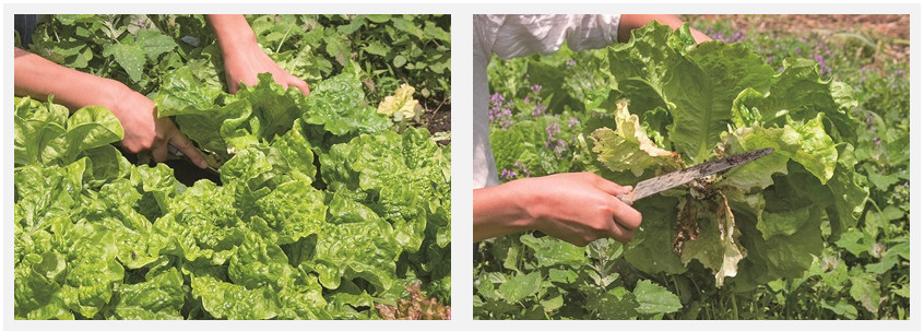 萵苣的品種介紹 萵苣是什么菜 萵苣的品種介紹 萵苣是什么菜