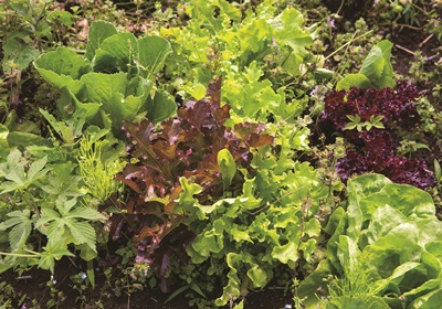 萵苣的品種介紹 萵苣是什么菜 萵苣的品種介紹 萵苣是什么菜