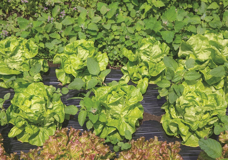 萵苣的品種介紹 萵苣是什么菜 萵苣的品種介紹 萵苣是什么菜