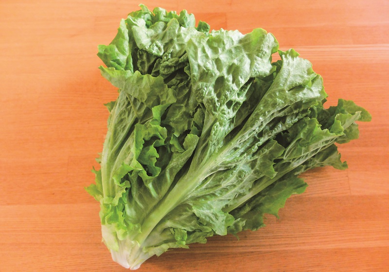 萵苣的品種介紹 萵苣是什么菜 萵苣的品種介紹 萵苣是什么菜