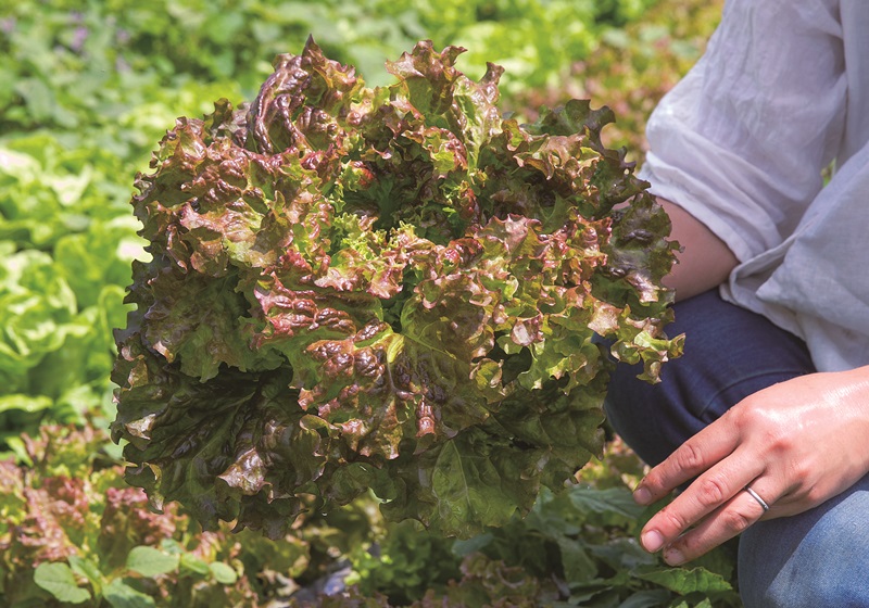 萵苣的品種介紹 萵苣是什么菜 萵苣的品種介紹 萵苣是什么菜